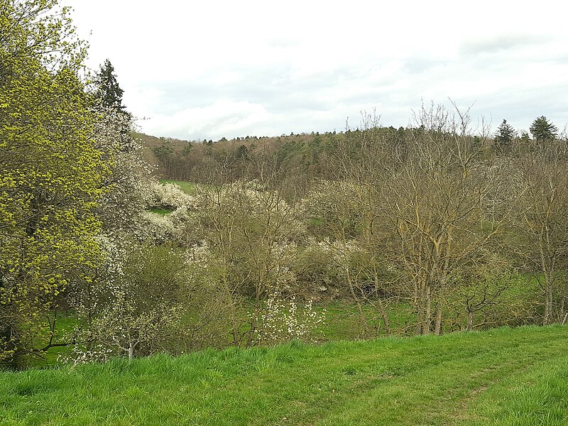 File:Side valley with trees in bloom, Ehrenbach.jpg