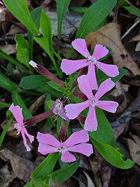 Silene Caroliniana - Sticky Catchfly.jpg