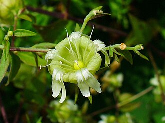 Silene baccifera flowers Silene baccifera 003.jpg