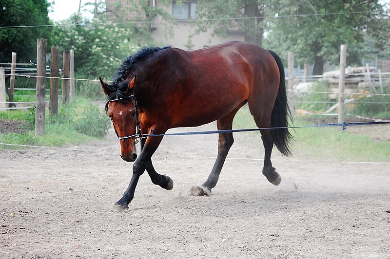 Plik:Silesian horse.jpg