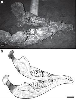 <i>Sinomammut</i>