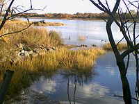 Among the Salt Marsh Nature Center, in Brooklyn, NY SlatMarshBLUE1602.jpg