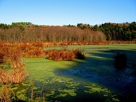 SlocumStateParkSwamp