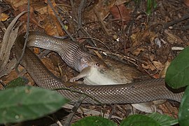 Snake08893.jpg