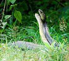 Male snakes during combat dance competing for dominance Snake Combat Dance.jpg