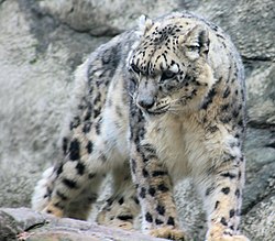 Snow Leopard 1.jpg