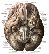 Human Brain Wikipedia