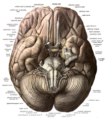 Brain viewed from below. This is an example of a transverse plane.