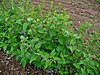 Solanum dulcamara 0001.JPG