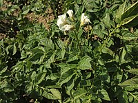 Solanum tuberosum Norddeutsche Inseln (02).jpg