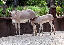 Somali wild ass mother and foal Somali Wild Ass mother and foal.jpg