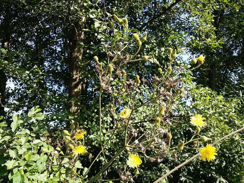 File:Sonchus palustris sl49.jpg