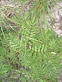 Sorbus americana American mountain-ash