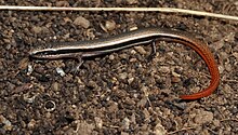 Janubi-sharqiy Slider (Lerista bougainvillii) (8636525905) .jpg