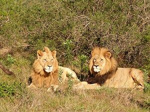 Panthera Leo Melanochaita