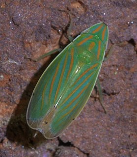 <i>Spangbergiella viridis</i> species of insect