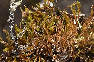 <i>Sphenolobus</i> Genus of liverworts