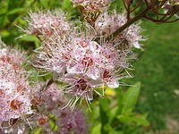 Spiraea salicifolia