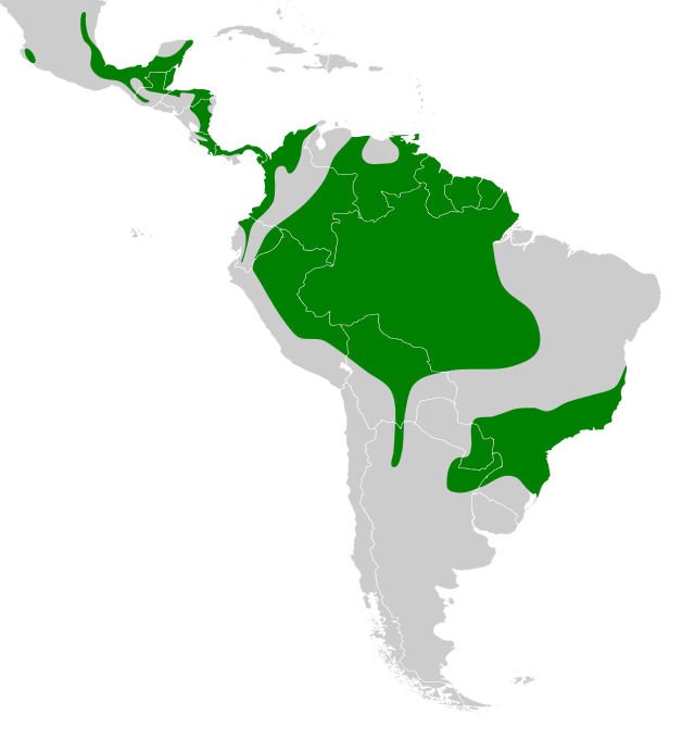 Distribuição do gavião-de-penacho na América do Sul e América Central