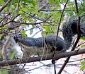 Squirrel in Tree, Prospect Park, Redlands 4-2012 (7039427621).jpg