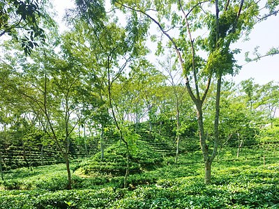 Tea production in Bangladesh