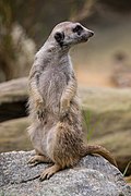 Standing meerkat looking behind.jpg