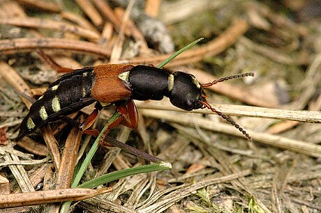 Staphylinus erythropterus