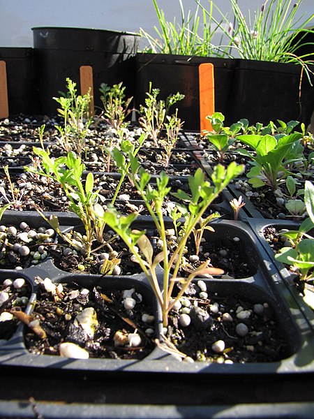 File:Starr-090801-3493-Lepidium sativum-seedlings in plugs-Olinda-Maui (24603249339).jpg