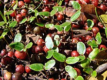 Baies roses - Schinus terebinthifolius