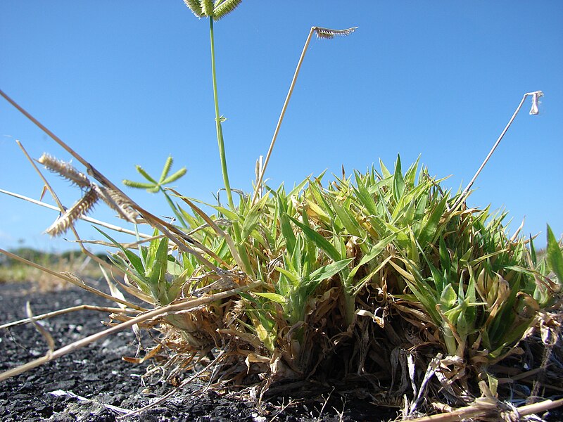 File:Starr 080604-5997 Dactyloctenium aegyptium.jpg