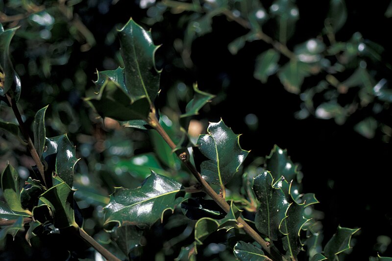 File:Starr 980528-4069 Ilex sp..jpg