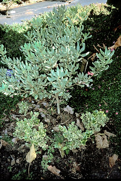 File:Starr 980529-4354 Pittosporum sp..jpg