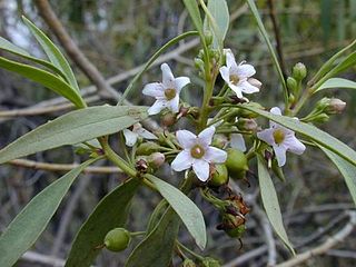 <i>Myoporum</i>