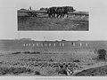 StateLibQld 2 392573 Field gang on St. Helena Island, 1911.jpg