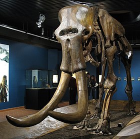 Steppe mammoth.jpg