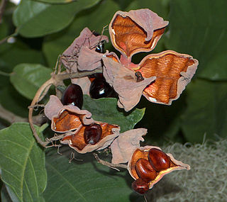 <i>Sterculia balanghas</i> Species of flowering plant