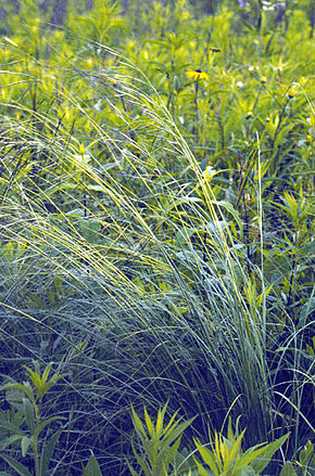 Описание изображения Stipa spartea.jpg.