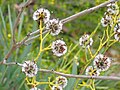 Stirlingia latifolia30215839017 a752c7a3a1 o.jpg