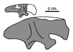 Miniatura para Stokesosaurus clevelandi