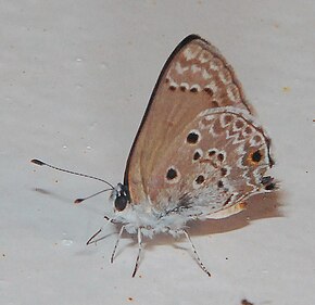 Beschrijving van de StrymonBubastusAC1.jpg-afbeelding.