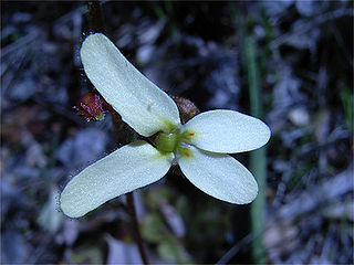 <i>Stylidium hispidum</i> Species of carnivorous plant