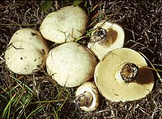 Suillus neoalbidipes 73663.jpg