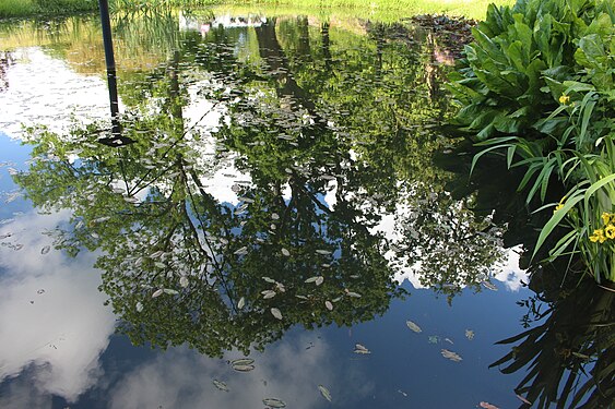 Summer reflections in Helsingborg