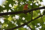 Thumbnail for File:Summer tanager, Piranga rubra, DSC 2504.jpg