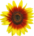 Sunflower d1.png