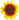 Floarea-soarelui d1.png