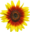 Sunflower d1.png