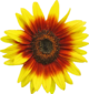 Floarea-soarelui d1.png