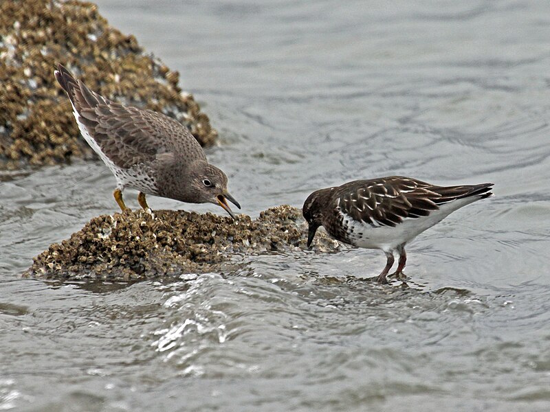 File:Surfbird and Black Turnstone RWD4.jpg