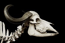 Skull of an African buffalo Syncerus caffer african buffalo skull MNHN.jpg